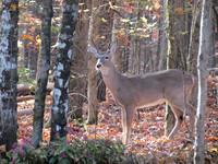 Young buck in morning light