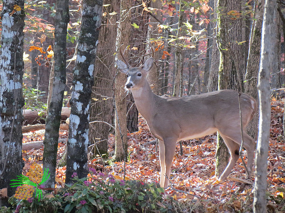 Young buck in morning light