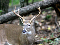 Buck #3 - head shot