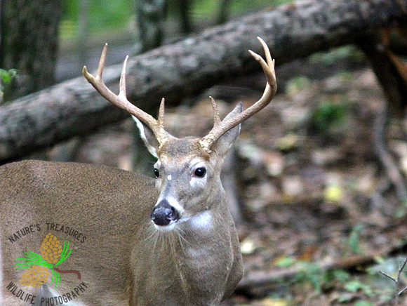 Buck #3 - head shot