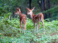 Twin fawns - 16