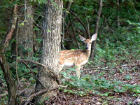 Fawn in woods - #1