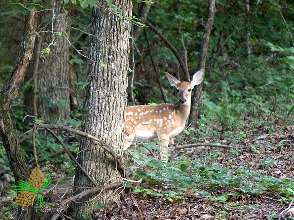 Fawn in woods - #1