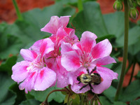 Geranium with bee