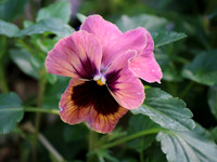 Pansy