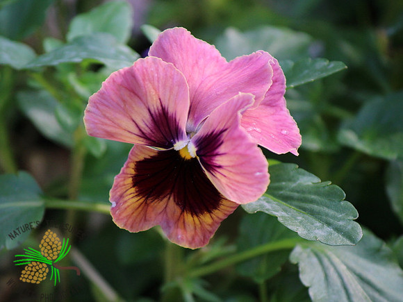 Pansy