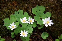 Blood Root
