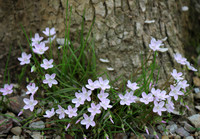 Carolina Spring Beauty