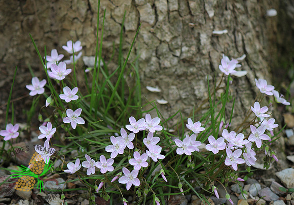 Carolina Spring Beauty