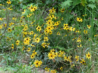 Black-eyed Susans