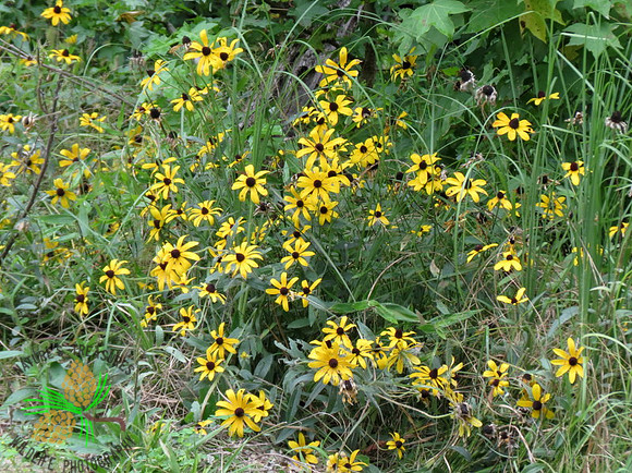 Black-eyed Susans