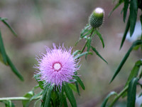 Thistle