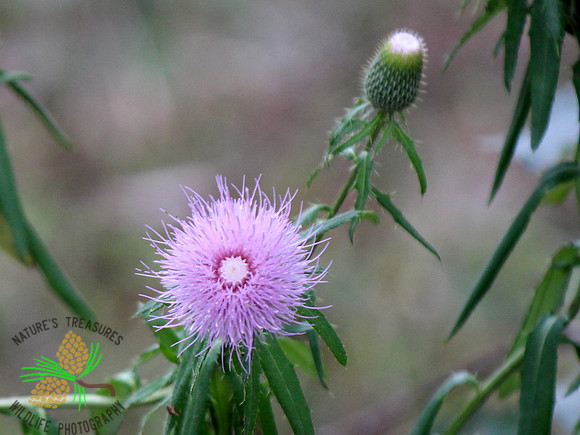 Thistle