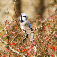 Blue jay in bush