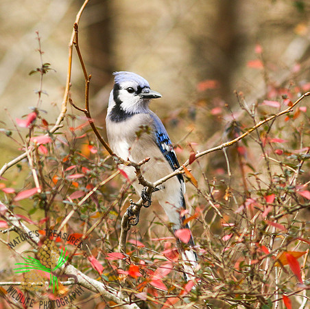 Blue jay in bush