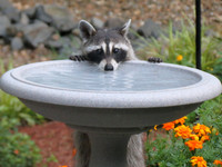 "Nature's Bandit" at the bird bath