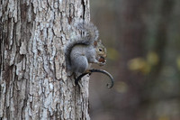 Squirrel with acorn on iron hanger