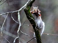 Squirrel with leaves for nest