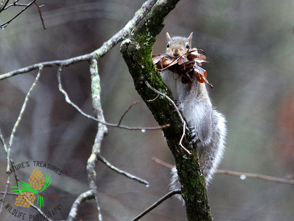 Squirrel with leaves for nest