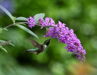 Hummingbird under butterfly bush
