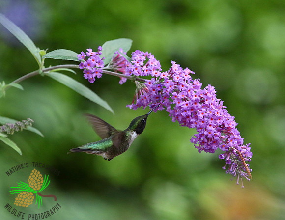 Hummingbird under butterfly bush