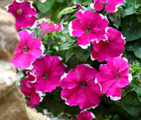 Petunias