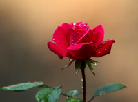Red rose
