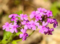 Wild Phlox