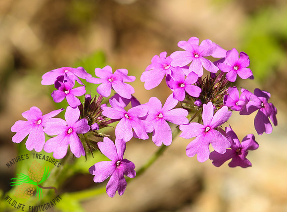 Wild Phlox