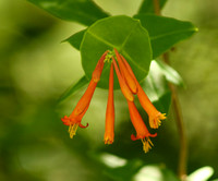 Trumpet Honeysuckle