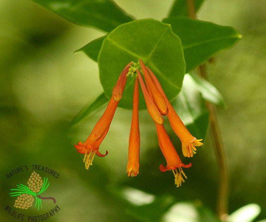 Trumpet Honeysuckle