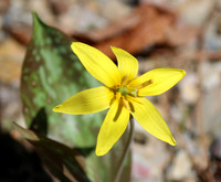 Trout Lily