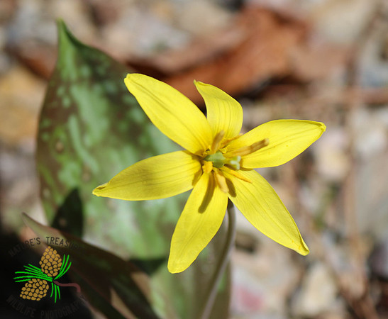Trout Lily