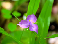 Spiderwort