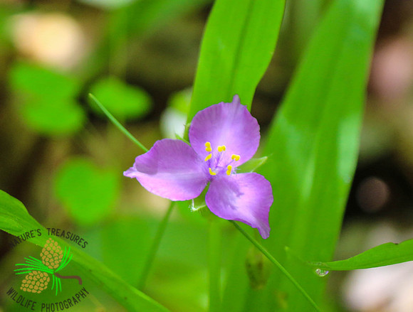 Spiderwort