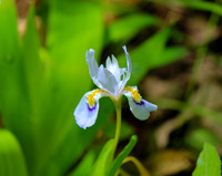 Wild Iris