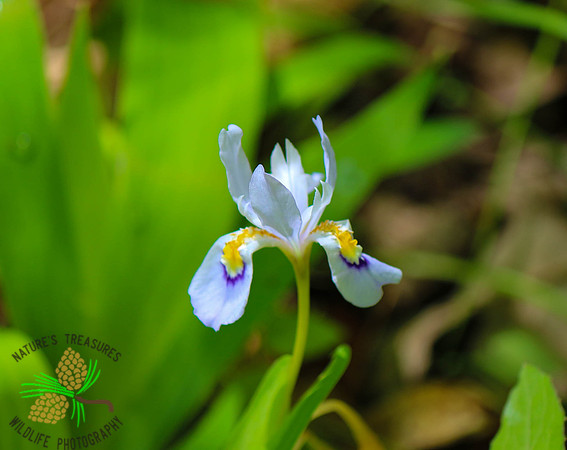 Wild Iris