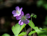 Wild Geranium