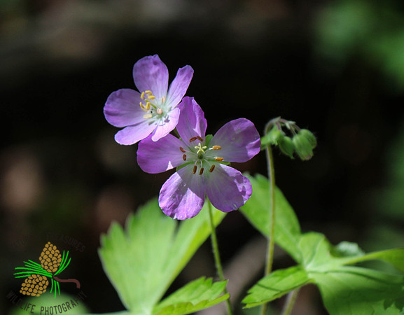 Wild Geranium