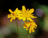 Yellow Goatsbeard
