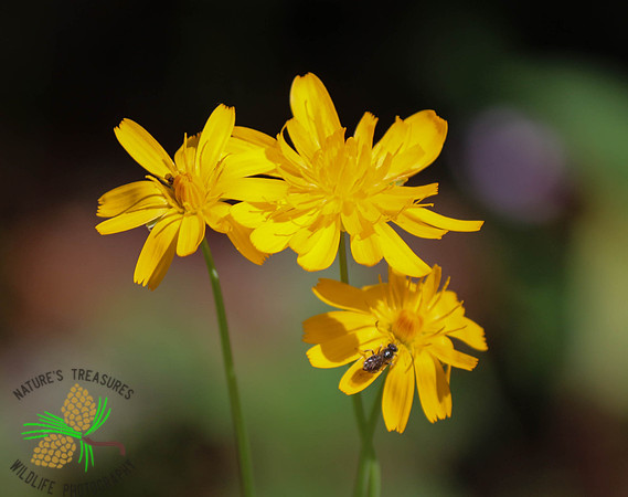 Yellow Goatsbeard