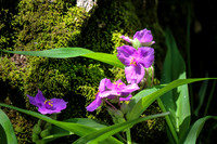 Spiderwort #2