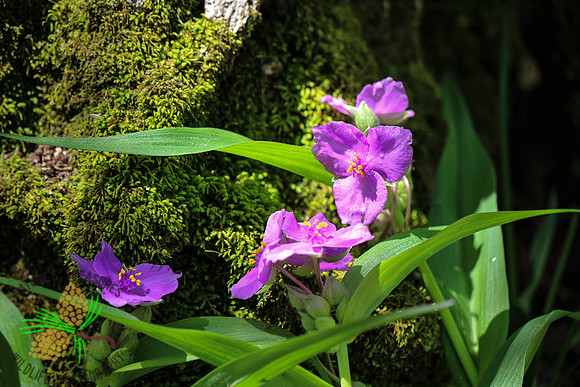 Spiderwort #2