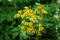 Golden Ragwort