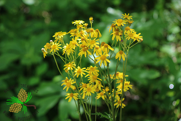 Golden Ragwort
