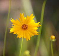 Lance-leaf Coreopsis