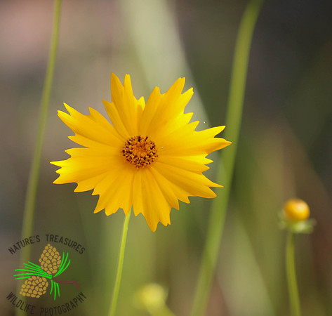 Lance-leaf Coreopsis