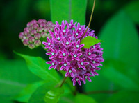 Purple Milkweed
