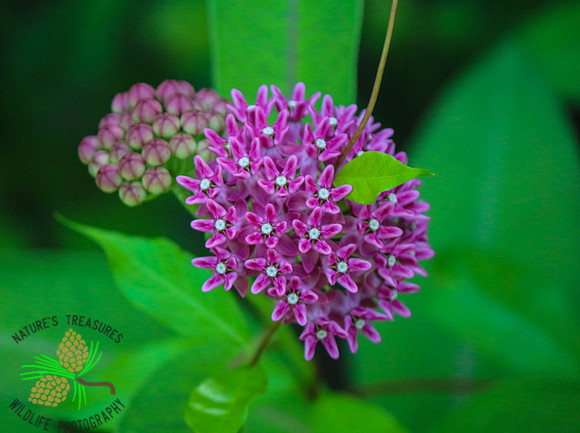 Purple Milkweed