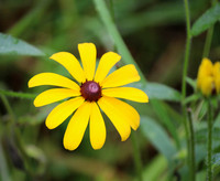Black-eyed Susan